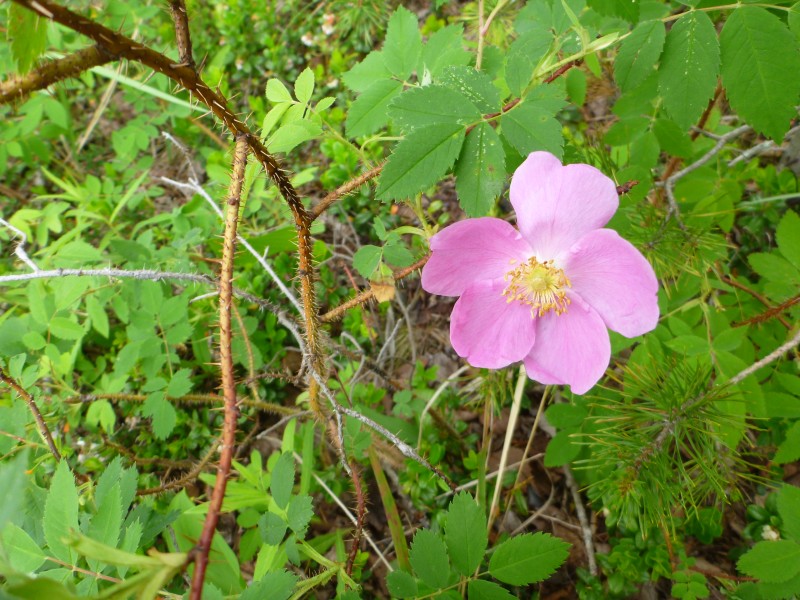 Karjalan ruusu. Äänisen itäranta on melko rehevää metsäpohjaa kasvillisuuden suhteen.